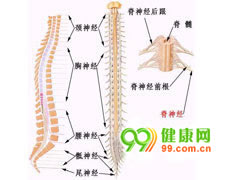 脊柱、脊髓损伤