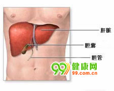 肝腺瘤