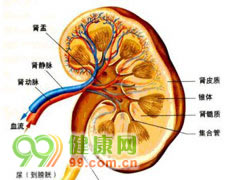 肾盂肿瘤和输尿管肿瘤