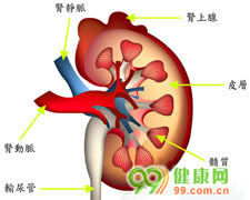 肾皮质髓质脓肿