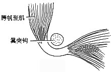 咽鼓管异常开放