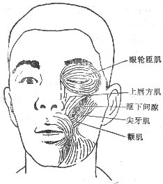 眶下间隙感染