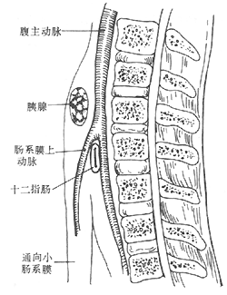 肠系膜血管的解剖位置示意图